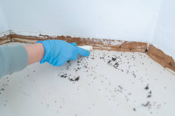 Best Pest Prevention Services  in Diberville, MS